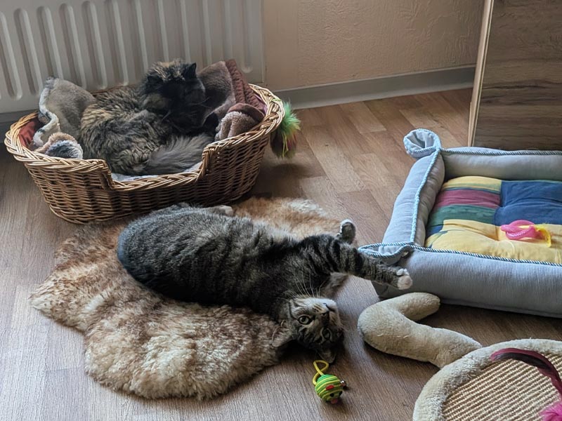 max katze aus tierheim 1