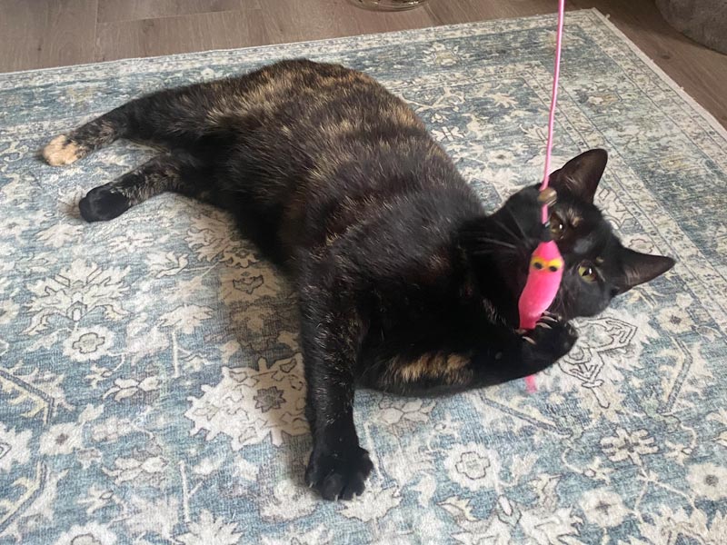 katze linda aus dem tierheim 1