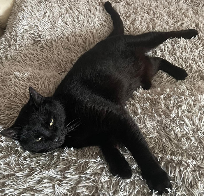 kater blacky im neuen zuhause 1