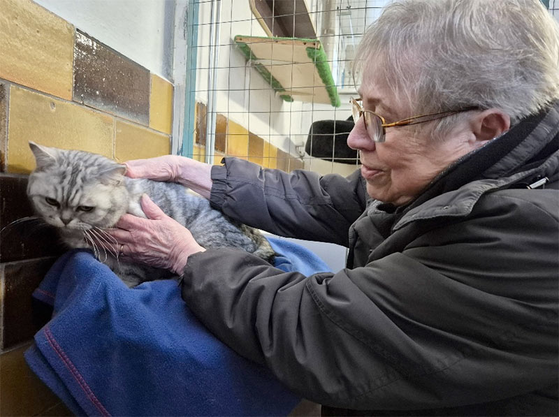 katze aus tierheim franz