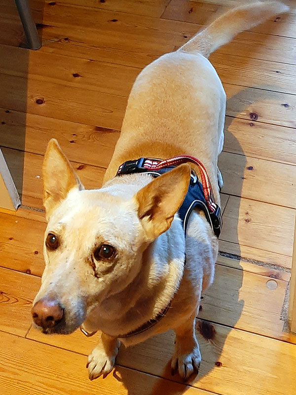 olaf vermittelt hund aus dem tierheim bad belzig