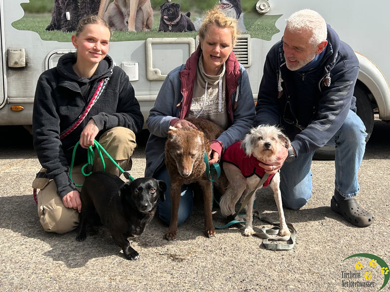 coco aus dem tierheim 4