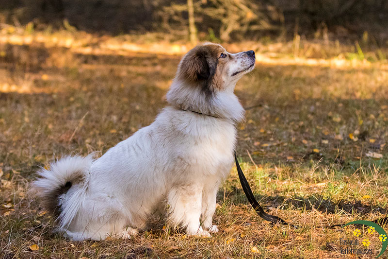 charly hund aus th verlorenwasser