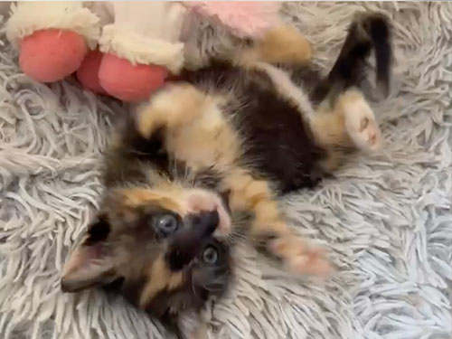 Baby Katzen im Tierheim