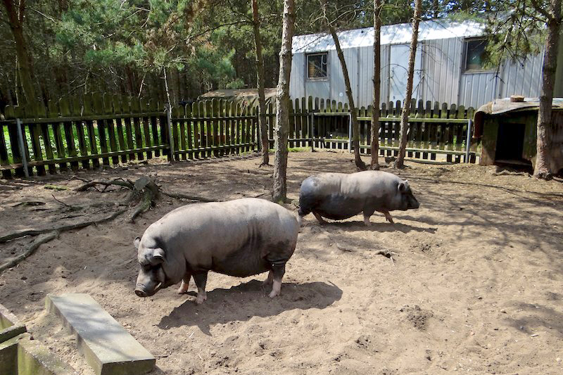 2008 - Unterkünfte der Hängebauchschweine
