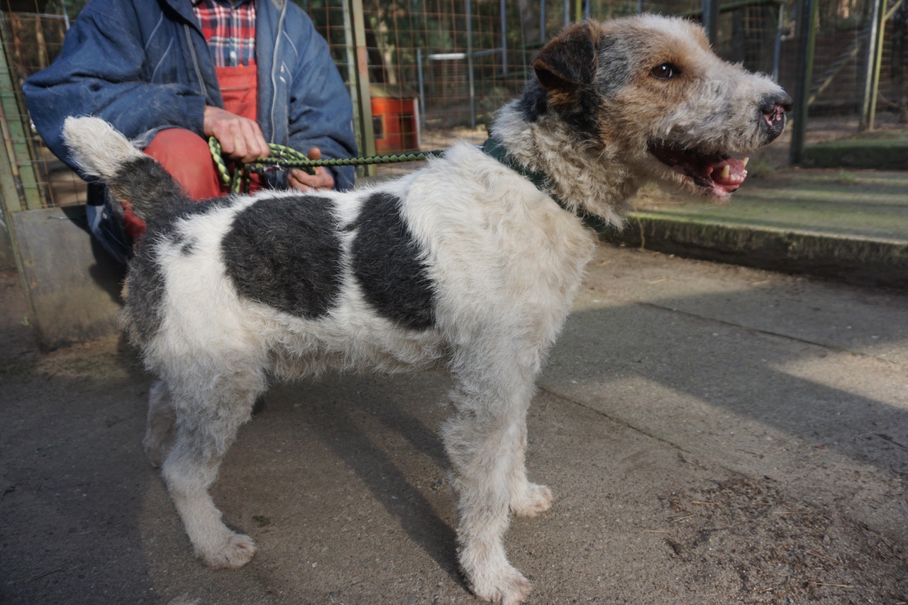 Die Hundefriseurin war da