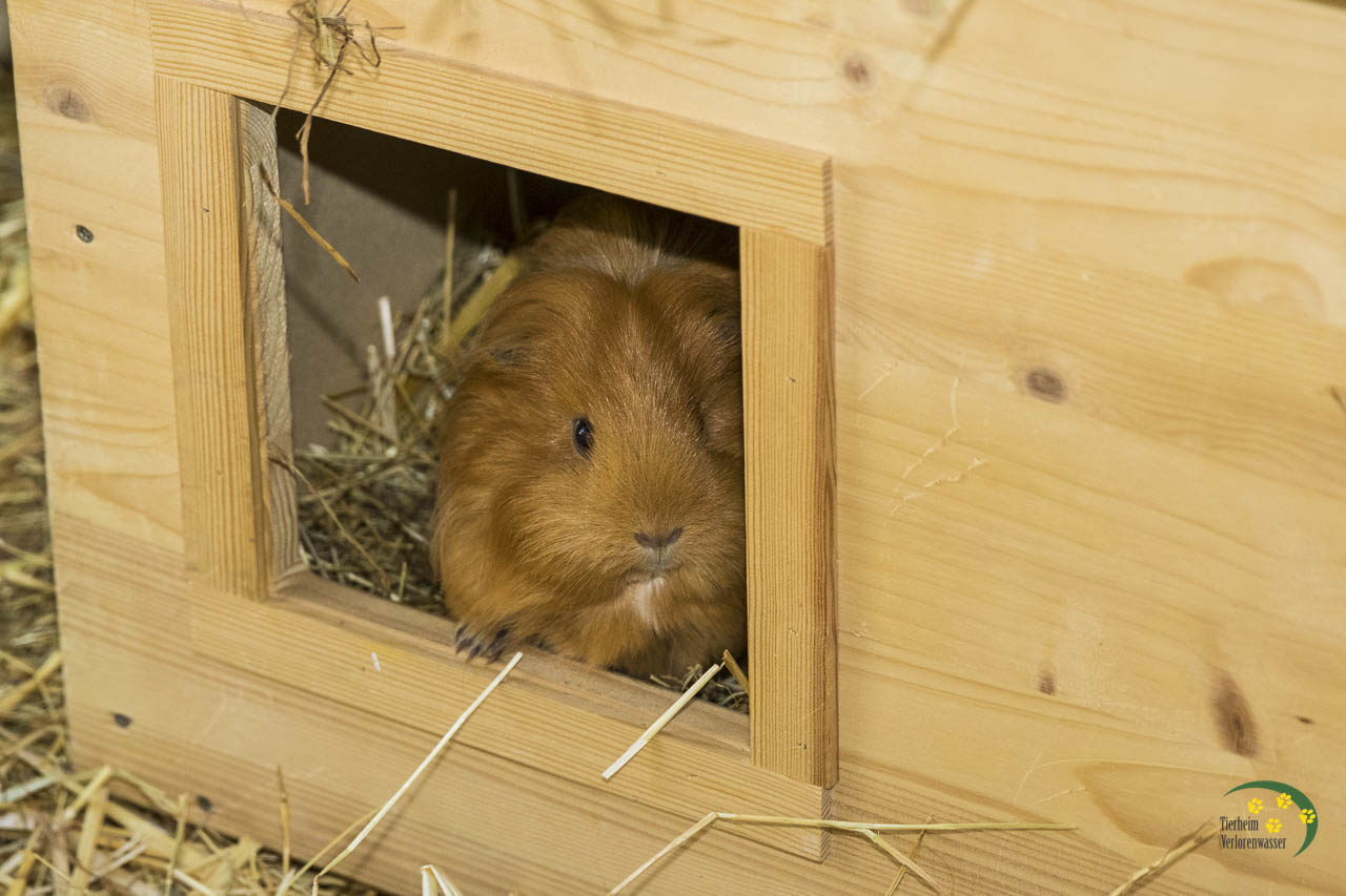 Kaninchen udn Meerschweinchen