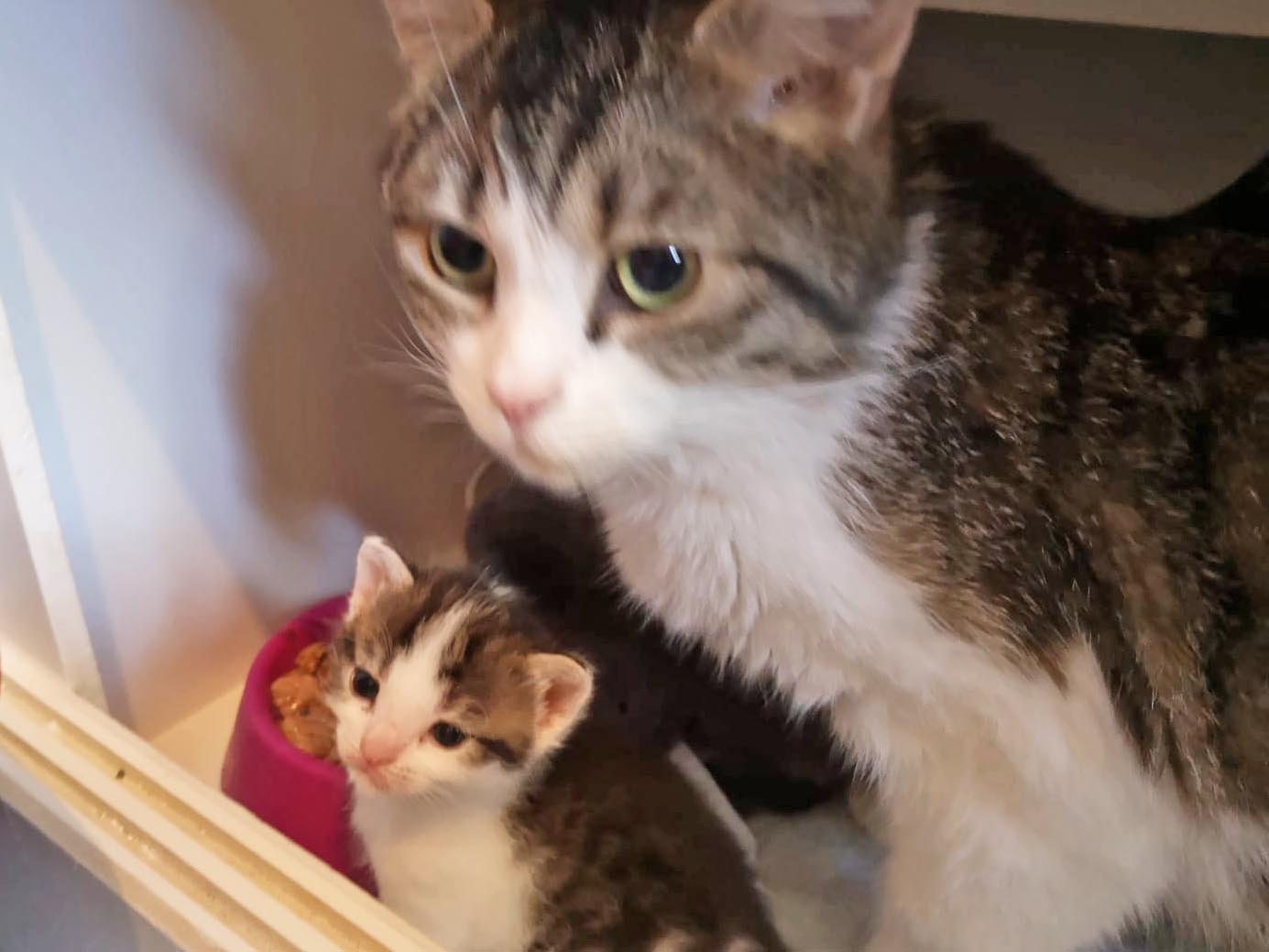 Mama Funny und ihr Nachwuchs