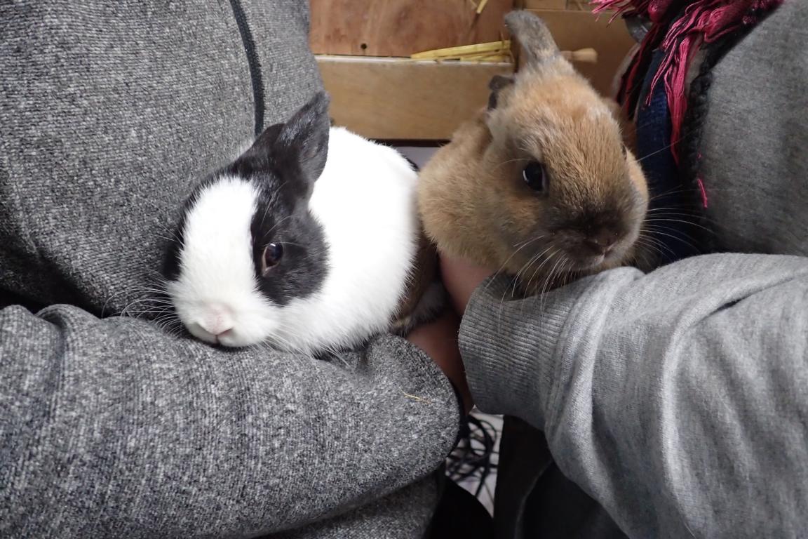 Zwergkaninchen suchen Zuhause
