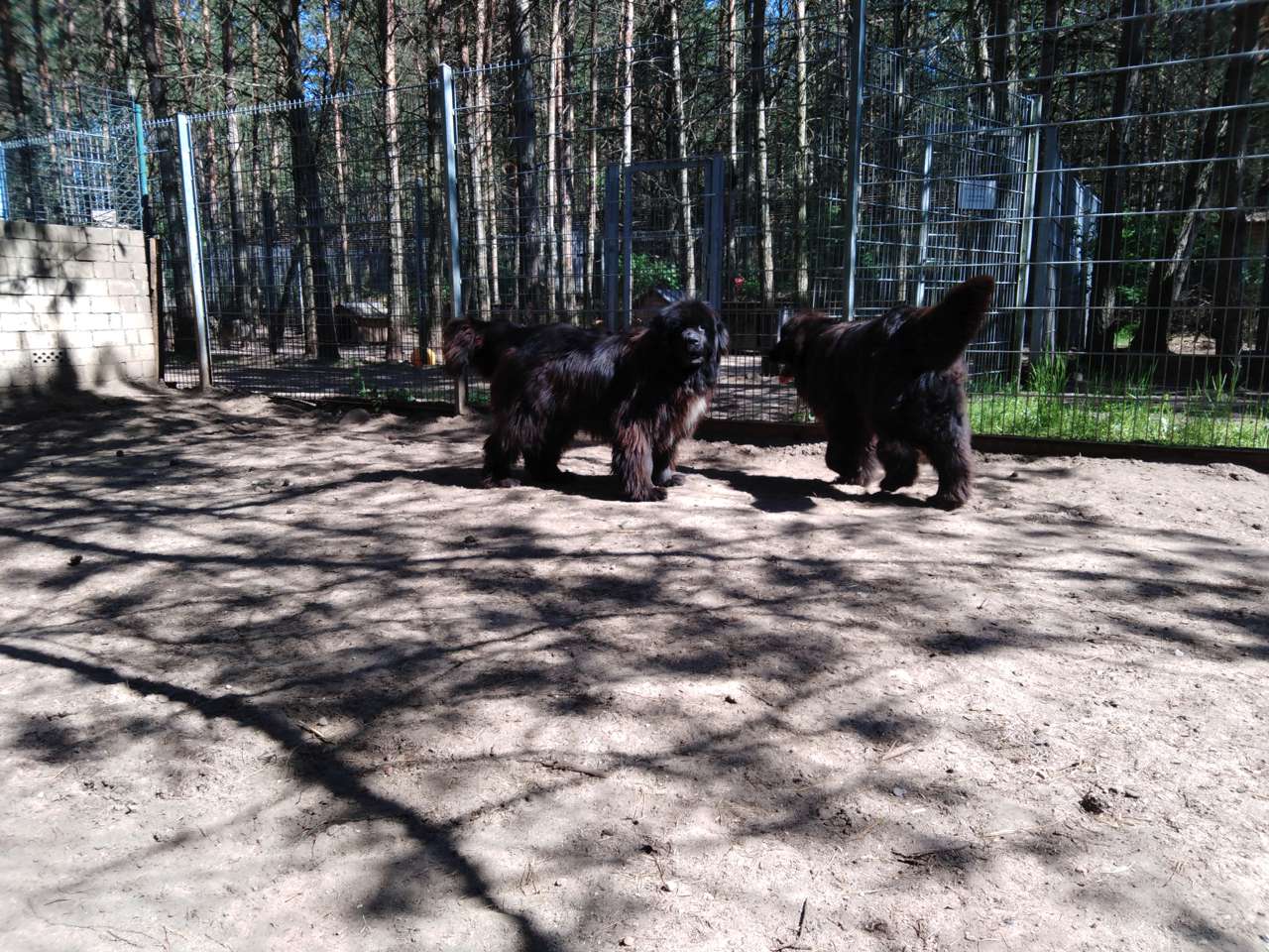 Zwei liebenswerte Wuschels