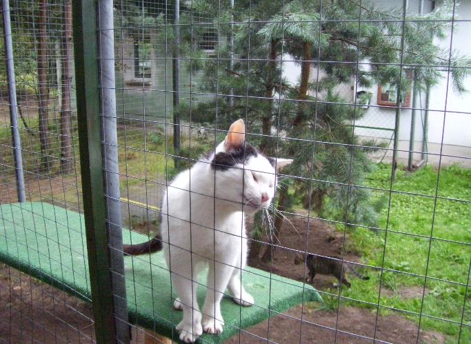 Leopold im Katzenfreigehege