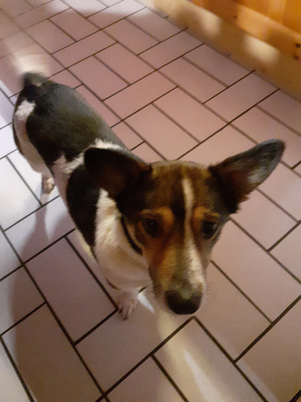 tierheim hund loly aus Brandenburg