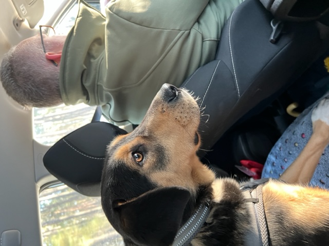 tierheimhund mia, Tierheim Brandenburg, Berlin