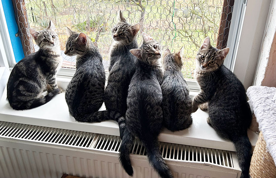 katzenbabys aus dem tierheim 8