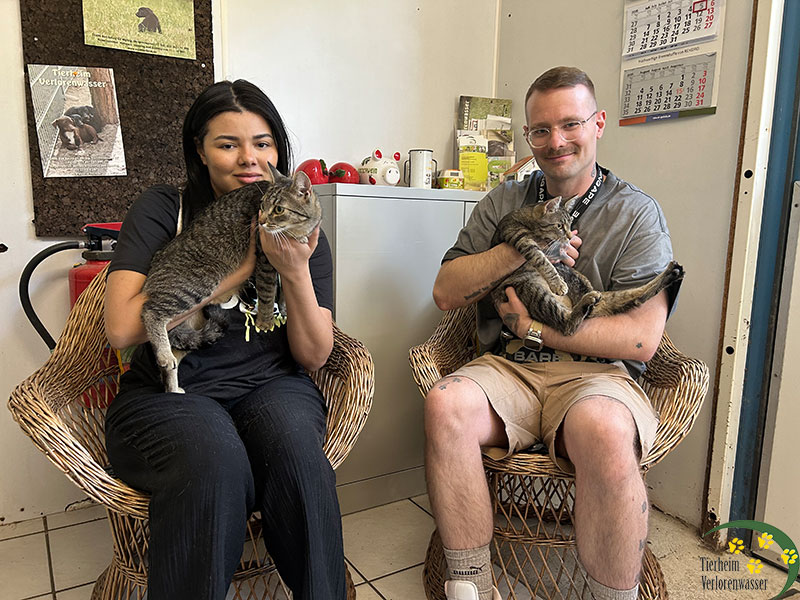 katzenwelpe simba aus tierheim